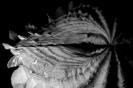 Tridacna squamosa
