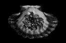 Assorted snail shells in a Pecten jacobaeus
