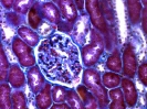 Rat kidney (Mallory's trichrome stain)