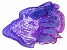 Foot cross-section of a 6-month old human fetus