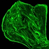 F-actin filaments in a Vero cell