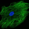 Microtubules, centrosomal proteins and a nucleus of a human mesenchymal cell