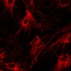 Live mitochondria in a human mesenchymal stem cell 