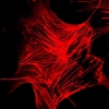 F-actin filaments in a human gingival fibroblast in culture