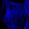 F-actin filaments in a human gingival fibroblast in culture
