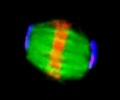 Mouse metaphase-I oocyte meiotic spindle, centrosomes, chromosomes