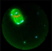 Mouse oocyte metaphase-I spindle micrutubules, chromosomes and centrosomes