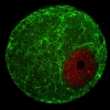 Microtubular cytoplasmic network in a GV-stage mouse oocyte