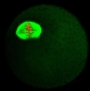Mouse metaphase-I oocyte meiotic spindle, chromosomes