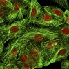 Microtubules, centrosomes and nuclei of human fibroblasts