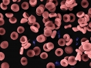 Human red blood cells and platelets