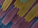Scales of a butterfly wing