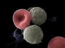Human red & white blood cells and platelets