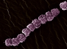 Penicillum chrysogenum