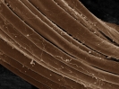 Striated muscle fibers of rat gastrocnemius muscle