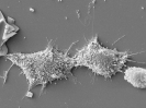 Vero cells at telophase stage on a culture plate