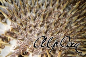 Acanthaster planci