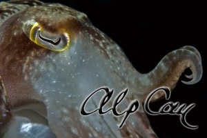 Needle cuttlefish