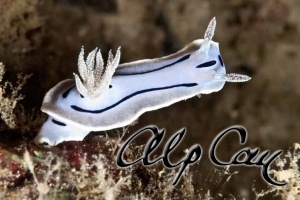 Chromodoris willani