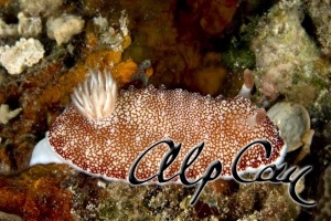 Chromodoris reticulata