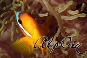 Amphiprion bicinctus