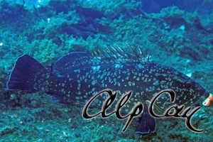 Epinephelus marginatus