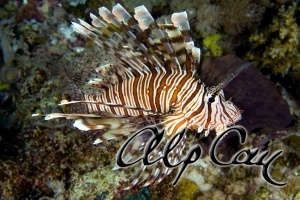 Pterois miles