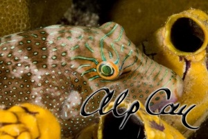 Canthigaster papua