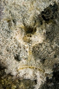 Synanceia verrucosa