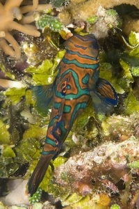 Synchiropus splendidus