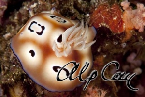 Chromodoris leopardus