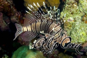 Pterois miles