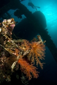 Ghiannis D (sunken 1983), North Red Sea