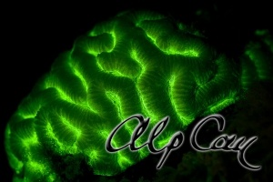 underwater fluorescence_1