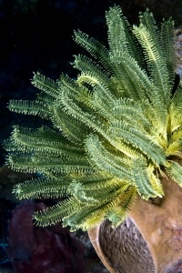 Comanthina schlegeli