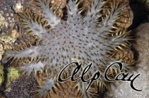 Acanthaster planci 