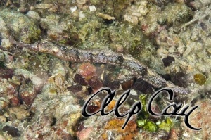 Halicampus macrorhynchus