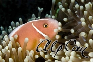 Amphiprion perideraion