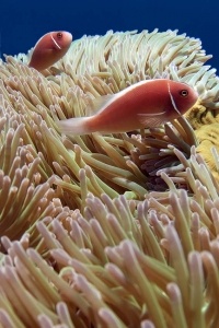 Amphiprion perideraion