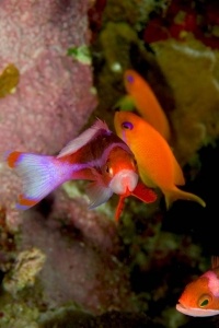 Pseudanthias squamipinnis