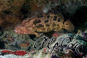 Epinephelus sp.