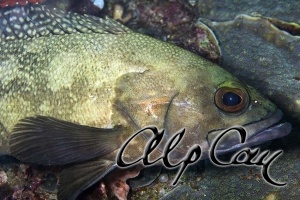 groupers_3