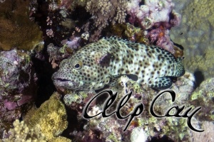 Epinephelus tauvina