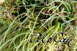 Anemonia viridis