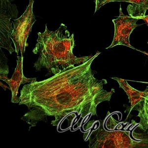 Golgi complex network and F-actin filaments in CHO cells in culture