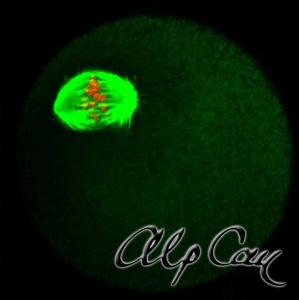Mouse metaphase-I oocyte meiotic spindle, chromosomes