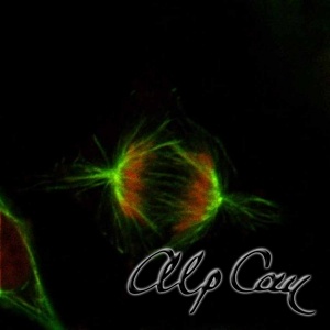 An anaphase stage Vero cell in culture