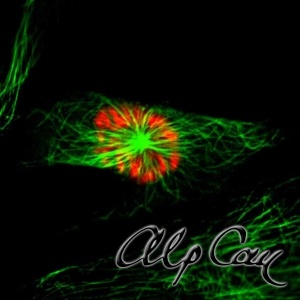 A prometaphase stage Vero cell in culture
