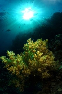 Underwater Scenes_12