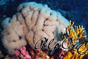 Stony Corals_30